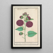 Rosa di canna di montagna Alcea rosea - Anselmus Botius de Boodt — quadro incorniciato alla parete