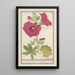 Rosa tralci Alcea rosea Rosa semplice d'inverno Malva rosea hiemalis passerose a fiore semplice - Anselmus Botius de Boodt