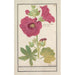 Rosa tralci Alcea rosea Rosa semplice d'inverno Malva rosea hiemalis passerose a fiore semplice - Anselmus Botius de Boodt