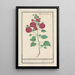 Riproduzione del dipinto di Malva reale Alcea rosea doppio rosa invernale rosso - Anselmus Botius de Boodt