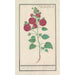 Riproduzione del dipinto di Malva reale Alcea rosea doppio rosa invernale rosso - Anselmus Botius de Boodt