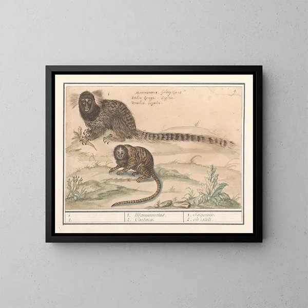 Due tamarini con pennelli comuni - Anselmus Botius de Boodt — quadro incorniciato alla parete