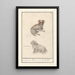 Due cani Canis lupus familiaris 1 2 cane irlandese 1 2 Canis irlandicus - Anselmus Botius de Boodt — quadro incorniciato alla parete