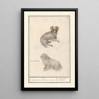 Anselmus Botius de Boodt - Twee honden Canis lupus familiaris 1 2 irlandschen hond 1 2 Canis irlandicus.webp