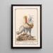 Riproduzione del dipinto Due galline Gallus gallus domesticus - Anselmus Botius de Boodt