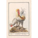 Riproduzione del dipinto Due galline Gallus gallus domesticus - Anselmus Botius de Boodt