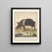 Varken Porc truie domestique Beir Varres Porcus Mâle Varrat - Anselmus Botius de Boodt — quadro incorniciato alla parete