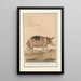 Riproduzione del dipinto Maiale Sus scrofa domesticus Scrofa Porcus faemina Scrofa - Anselmus Botius de Boodt