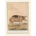 Riproduzione del dipinto Maiale Sus scrofa domesticus Scrofa Porcus faemina Scrofa - Anselmus Botius de Boodt