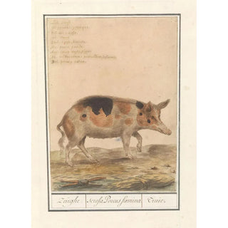 Anselmus Botius de Boodt - Varken Sus scrofa domesticus Zeughe scrofa Porcus faemina Truie.webp