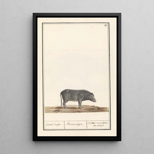 Anselmus Botius de Boodt - Varken Sus scrofa domesticus Zwart zwijn Porcus niger Cochon noir dit de siam.webp