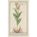 Sabot di Venere Cypripedium calceolus - Anselmus Botius de Boodt — vista dell’opera