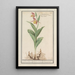 Sabot di Venere Cypripedium calceolus - Anselmus Botius de Boodt — quadro incorniciato alla parete
