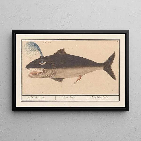 Anselmus Botius de Boodt - Walvis Cetus Walvisch Man Cetus Mas Baleine Mle.webp