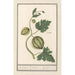 Riproduzione del dipinto Anguria Citrullus vulgaris mela Citrulli pompon - Anselmus Botius de Boodt