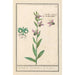 Ophrys ape Ophrys bombyliflora Orchis Satyrion del Satyrion - Anselmus Botius de Boodt — vista dell’opera