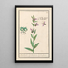 Ophrys ape Ophrys bombyliflora Orchis Satyrion del Satyrion - Anselmus Botius de Boodt — quadro incorniciato alla parete