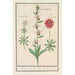 Riproduzione del dipinto Ophrys ape Ophrys bombyliflora e anemoni Anemone - Anselmus Botius de Boodt