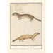 Riproduzione del dipinto Belette Mustela nivalis Belette Mustela Belette - Anselmus Botius de Boodt