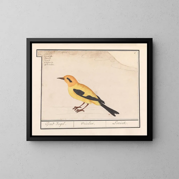 Oriolus oriolus - Anselmus Botius de Boodt — quadro incorniciato alla parete