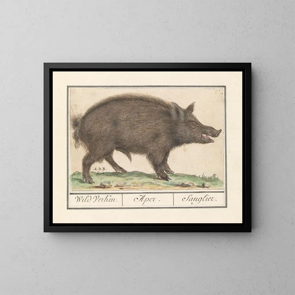 Cinghiale selvaggio - Anselmus Botius de Boodt — quadro incorniciato alla parete
