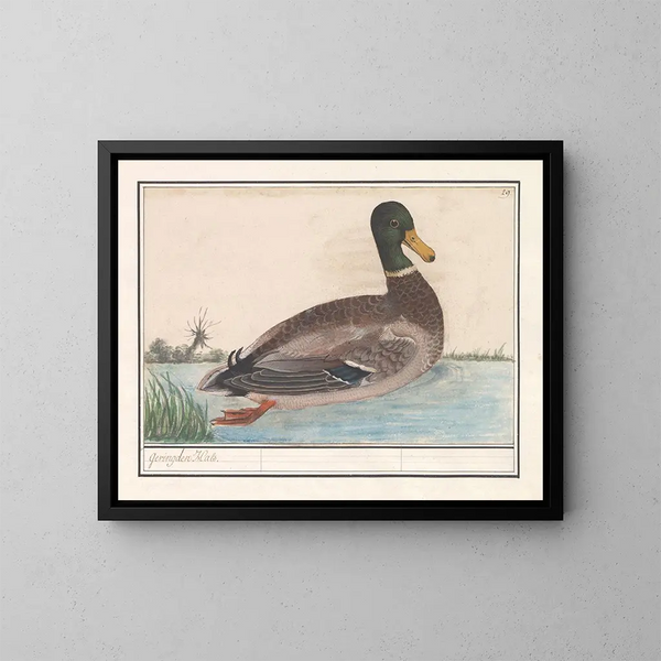 Cigno reale - Anselmus Botius de Boodt — quadro incorniciato alla parete