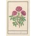 Rosa Rosa dei boschi odorosa rosa silverstris adorata Quadro dei boschi con odore - Anselmus Botius de Boodt — vista dell’opera
