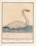 Cygne chanteur Cygnus cygnus Zwaene Cignus Cigne - Anselmus Botius de Boodt — vista dell’opera
