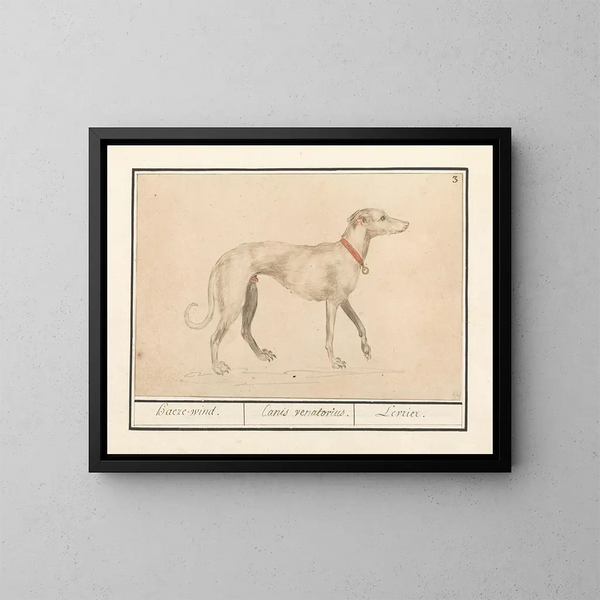 Levriero - Anselmus Botius de Boodt — quadro incorniciato alla parete