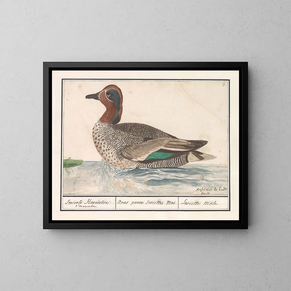 Cigno sibilante - Anselmus Botius de Boodt — quadro incorniciato alla parete