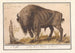Bisonte d'Europa Bison bonasus Bufalo Bos Bison Veterum Bison - Anselmus Botius de Boodt — vista dell’opera