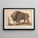 Bisonte d'Europa Bison bonasus Bufalo Bos Bison Veterum Bison - Anselmus Botius de Boodt — quadro incorniciato alla parete
