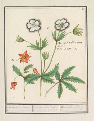 Anselmus Botius de Boodt - Witte boterbloem Ranunculus en een onbekende bloem 1 Witte Boter Bloemen 2 1 ranunculus albus Simplex.webp