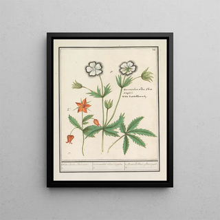 Anselmus Botius de Boodt - Witte boterbloem Ranunculus en een onbekende bloem 1 Witte Boter Bloemen 2 1 ranunculus albus Simplex.webp