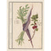 Carota Daucus carota e ribes rosso Ribes rubrum 1 carote 2 piante di ribes - Anselmus Botius de Boodt