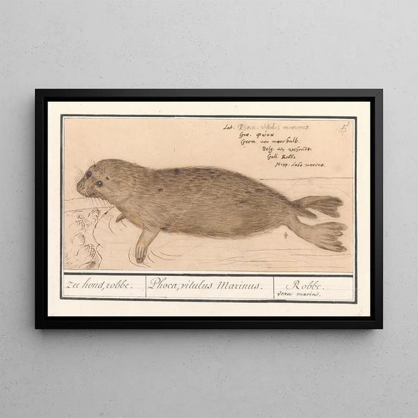 Anselmus Botius de Boodt - Zeehond Phocidae zee hond robbe Phoca vitulus Marinus Robbe veau marin.webp