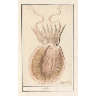 Anselmus Botius de Boodt - Zeekat Sepiida Saepia.webp