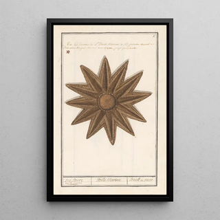 Anselmus Botius de Boodt - Zeester Asteroidea Zee Sterre Stella Marina Etoile de Mer.webp