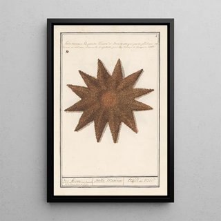 Anselmus Botius de Boodt - Zeester Asteroidea Zee Sterre stella Marina Etoile de Mer (Case Conflict).webp
