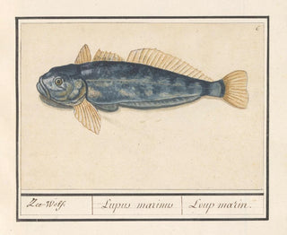 Anselmus Botius de Boodt - Zeewolf Anarhichas lupus ZeeWolf Lupus marinus Loup marin.webp