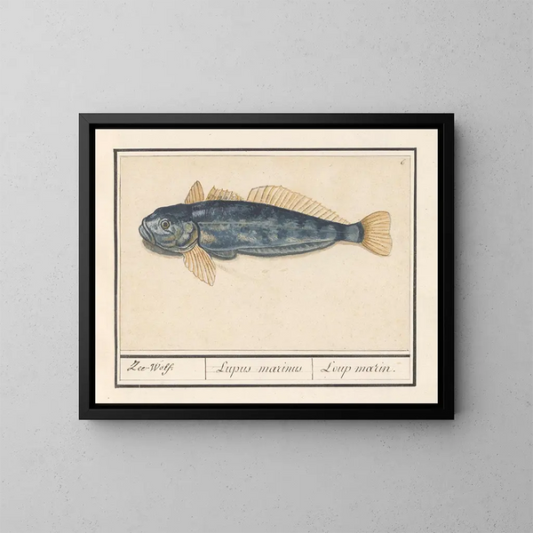 Lupo marino - Anselmus Botius de Boodt — quadro incorniciato alla parete