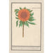 Girasole Helianthus annuus Girasole rotondo Flos solis rotondus herbe au soleil fiore rotondo - Anselmus Botius de Boodt