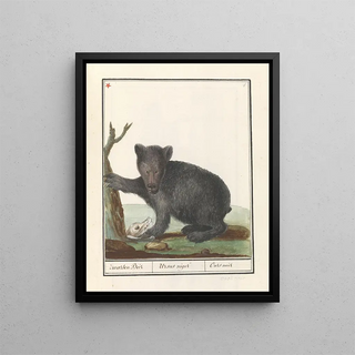 Anselmus Botius de Boodt - Zwarte beer Ursus Zwarten Beir Ursus niger Ours noir.webp