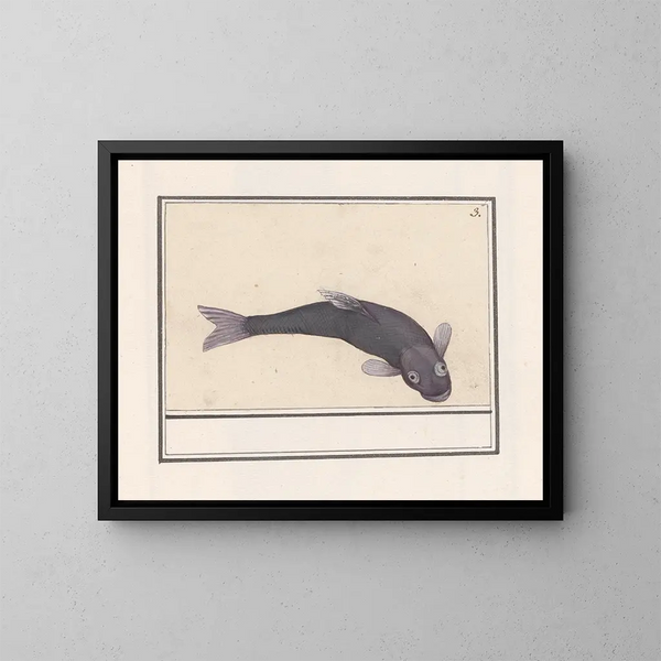 Carpe nero Cyprinus carpio carpio - Anselmus Botius de Boodt — quadro incorniciato alla parete