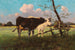 Vache dans un pré - Antonio Montemezzo — vista dell’opera