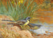 5 Rondini grigie - Archibald Thorburn — vista dell’opera