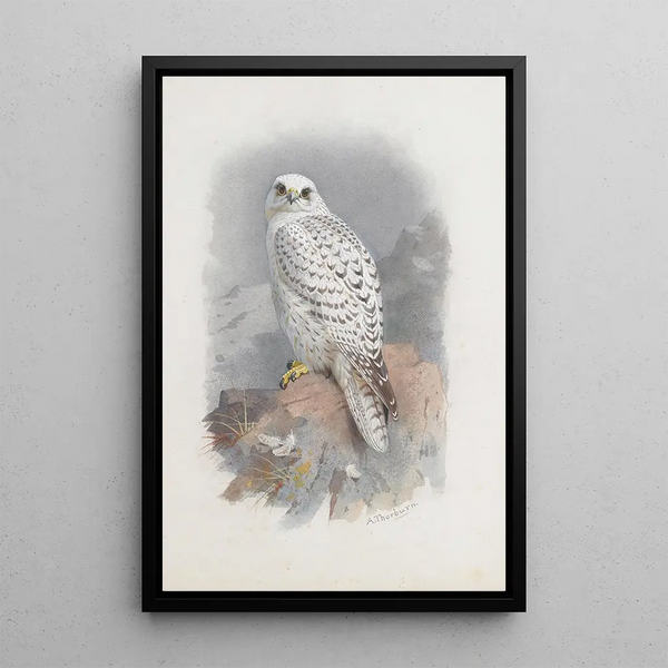 Un falco della Groenlandia - Archibald Thorburn — quadro incorniciato alla parete