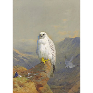 Archibald Thorburn - A Greenland falcon on a rocky outcrop.webp