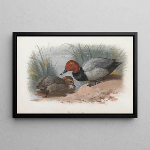 Una coppia di moriglioni - Archibald Thorburn — quadro incorniciato alla parete