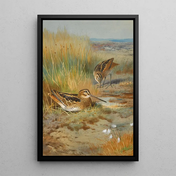 Una coppia di beccacce Gallinago Gallinago - Archibald Thorburn — quadro incorniciato alla parete